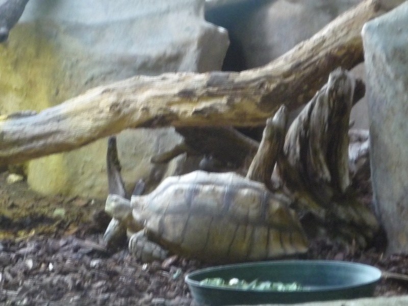 les tortues du zoo de thoiry P1000922