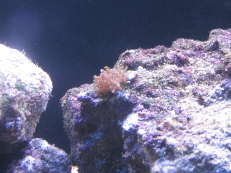 identification coraux Img_0811