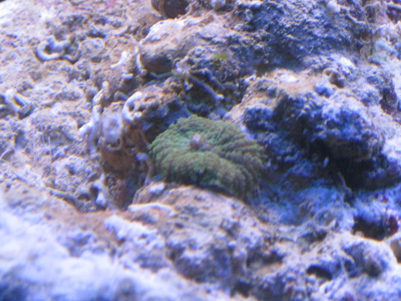 identification coraux Img_0812