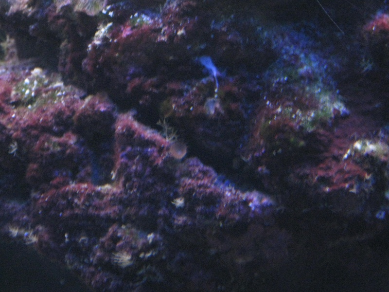 identification coraux Img_0813