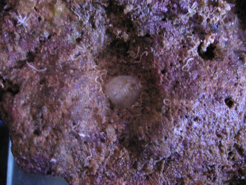 identification coraux Img_0814