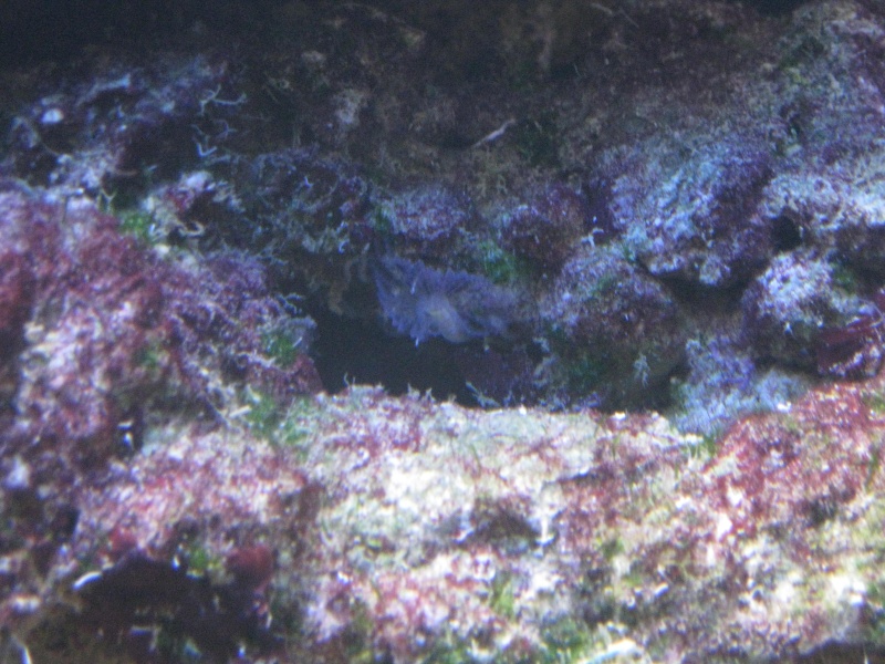 identification coraux Img_0817