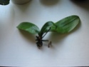 mini phalaenopsis : bébé ou espéce différente? Collec18