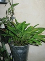 Masdevallia floribunda Je_ne_10