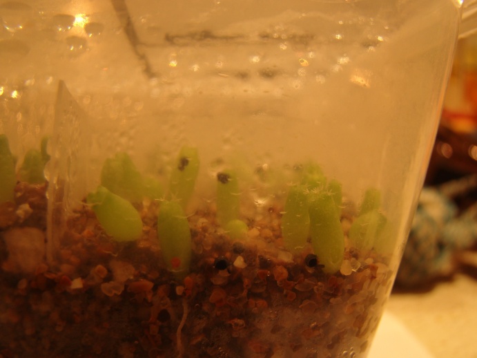 Lophophora seedlings stretching. Dsc05610