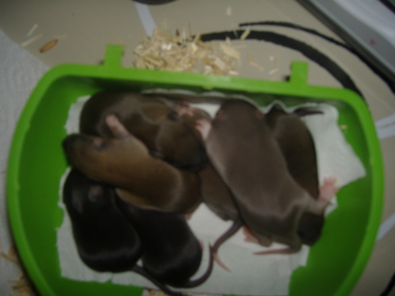 7 ratons pour Nöel dans la région lilloise Dscf1610
