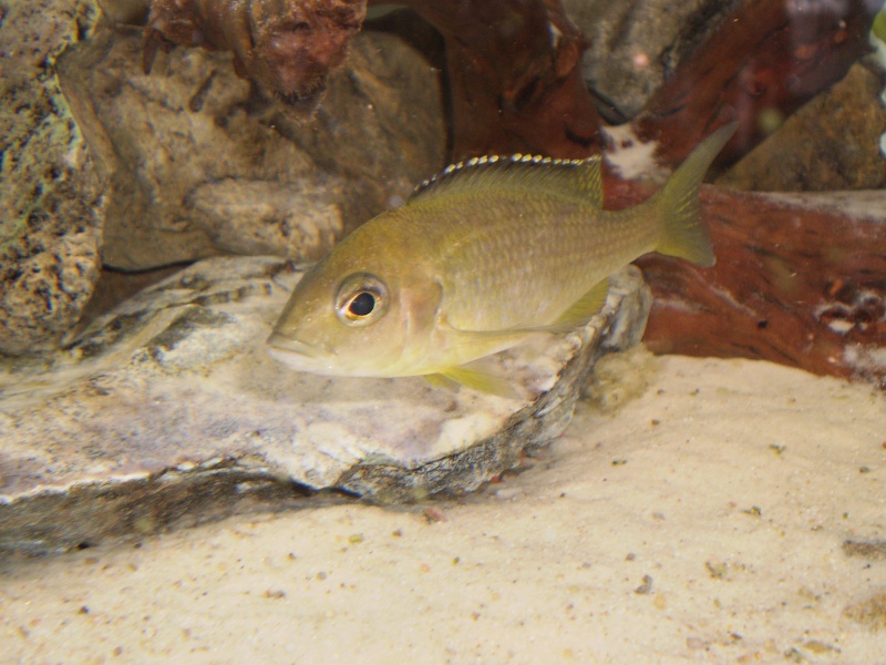Placidochromis sp. "mbamba" Mbamba Bay Yellow11