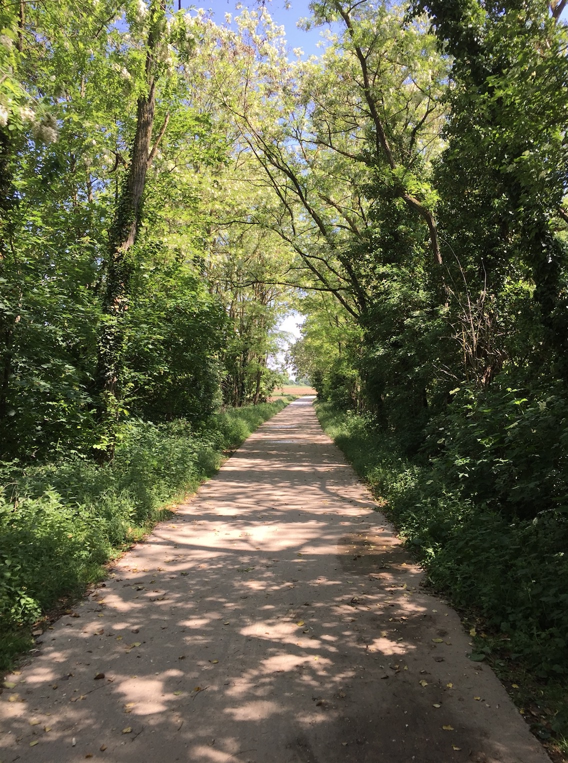 85km à Vélo : La Piste des Forts à Strasbourg B_710