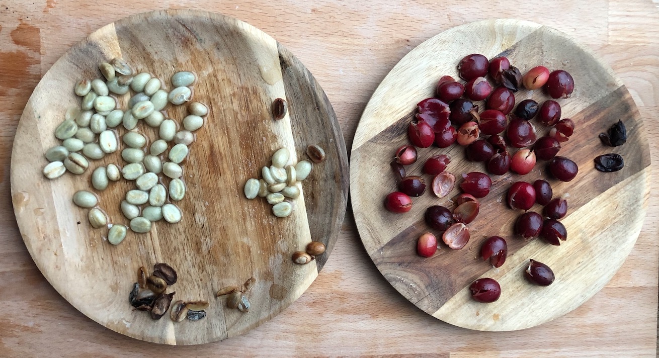 Culture ethnobotanique en France : essais de Caféier Théier Kolatier Maté Cacaoyer Captu506