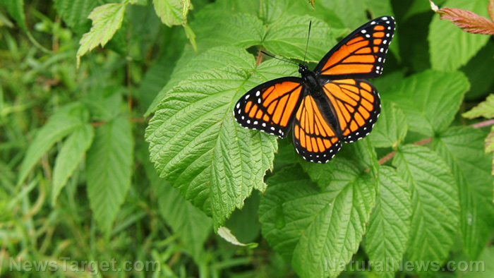 Natural News - Study: Habitat destruction to blame for the demise of monarch butterflies in California Butter10