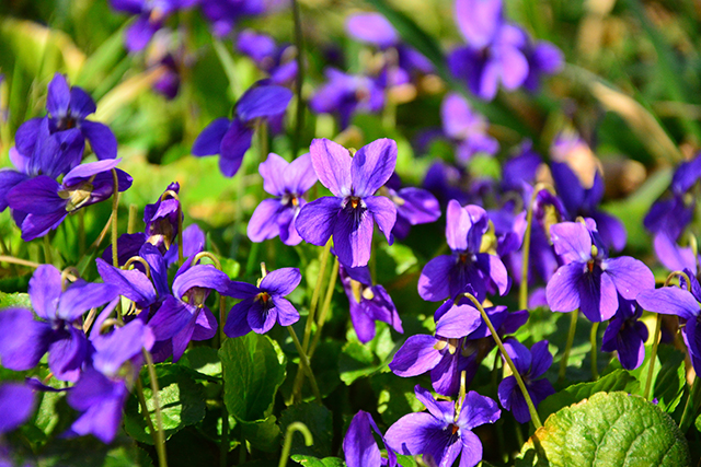 Natural News - Could Manchurian violets be used to treat atherosclerosis and hepatic steatosis? Violet10