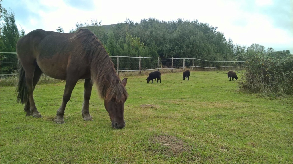 NON ADOPTABLE - BRUNETTE, ponette 15 ans, en FALD chez Isabelle et François (Dépt 37) - Page 2 71283010