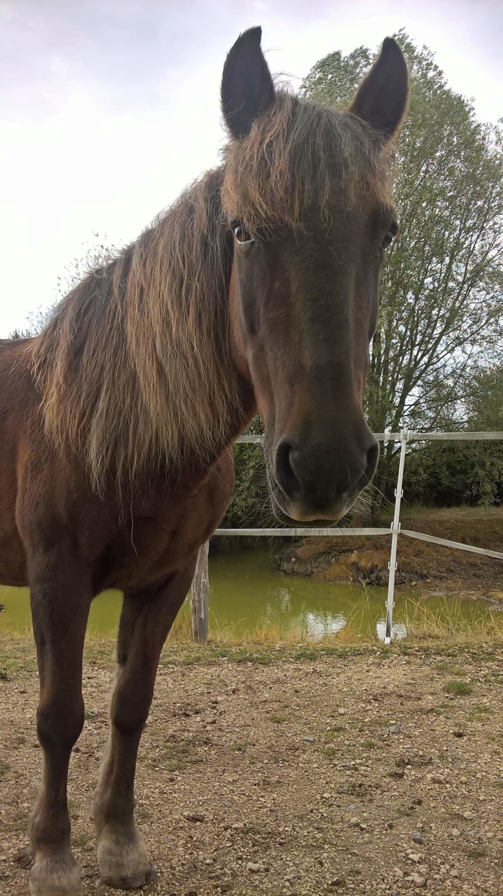 NON ADOPTABLE - BRUNETTE, ponette 15 ans, en FALD chez Isabelle et François (Dépt 37) - Page 2 71915210