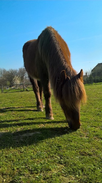 NON ADOPTABLE - BRUNETTE, ponette 15 ans, en FALD chez Isabelle et François (Dépt 37) - Page 2 A_087310