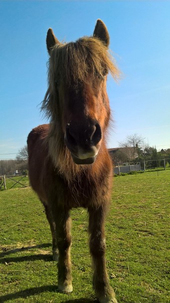 NON ADOPTABLE - BRUNETTE, ponette 15 ans, en FALD chez Isabelle et François (Dépt 37) - Page 2 A_99d810