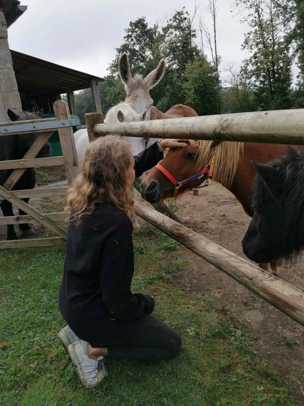 Anna, ponette shetland de 15 ans, sauvée par Bea et Choupinette !!!!!! Arrive18