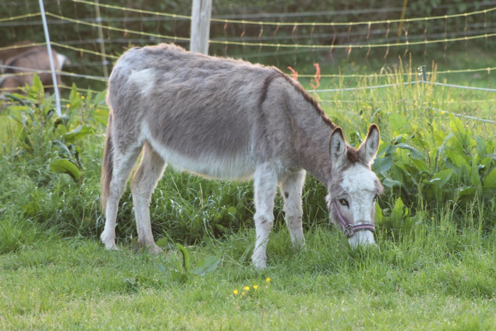 FANNY, ânesse née en 2015 à adopter, départ 27 Photo_48