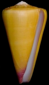 Conus (Splinoconus) sazanka Shikama, 1970 voir Conus (Splinoconus) martensi Cone_m13