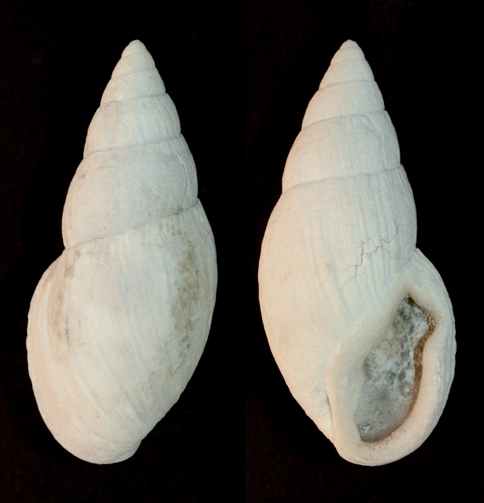 Placostylus fibratus ouveanus (Dotzauer in Mousson, 1869) Placos11
