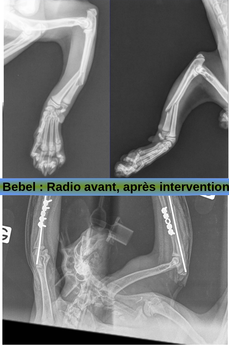 BEBEL - BEBEL fracture patte - 06/12/21 adopté Bebel_10