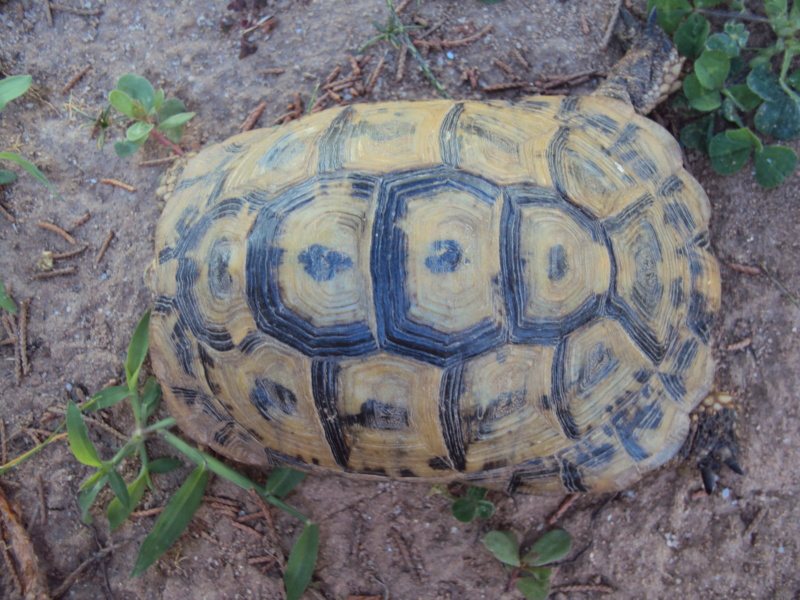 identifier toutes mes tortues 2............ Dsc04815