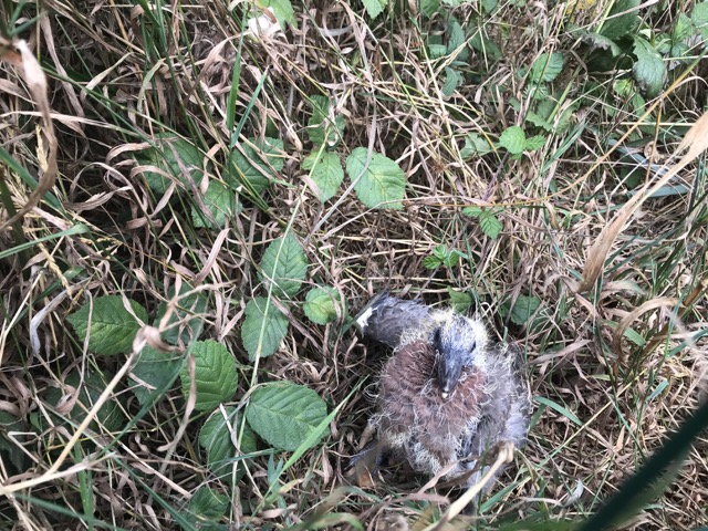 Jeune pigeon tombé du nid Img_0718