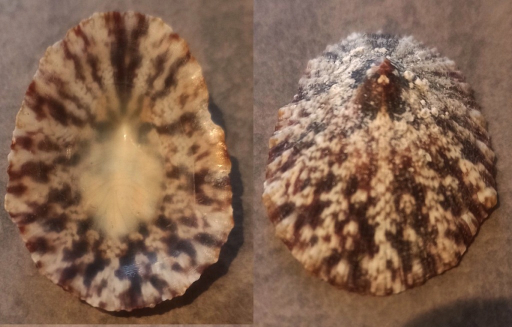 Cymbula miniata (Born, 1778) Img_2015