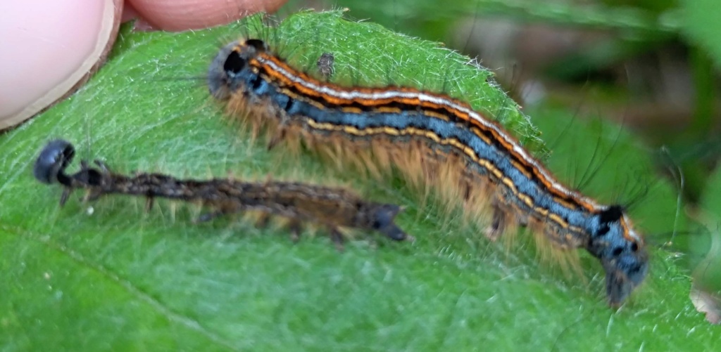 [Malacosoma neustria] ? Img_2044