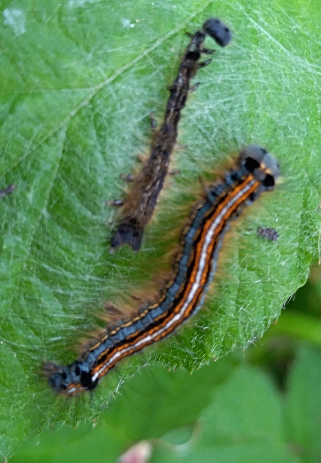 [Malacosoma neustria] ? Img_2046