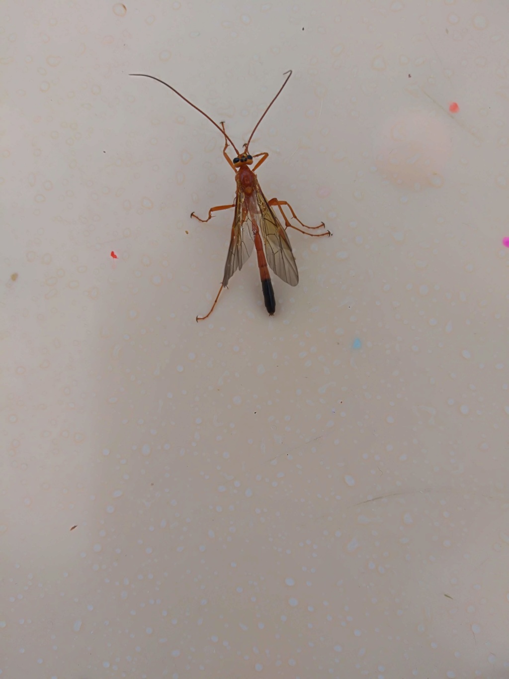 [Ichneumonidae Ophioninae] ichneumon Img_2085