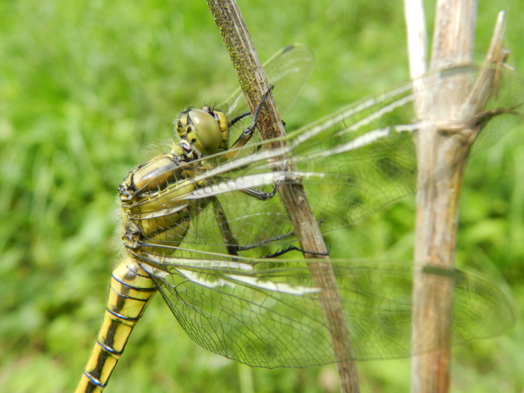 [Orthetrum cancellatum] Orthétrum  Photo_16