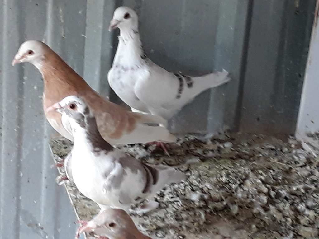 Autres pigeons. 20180833