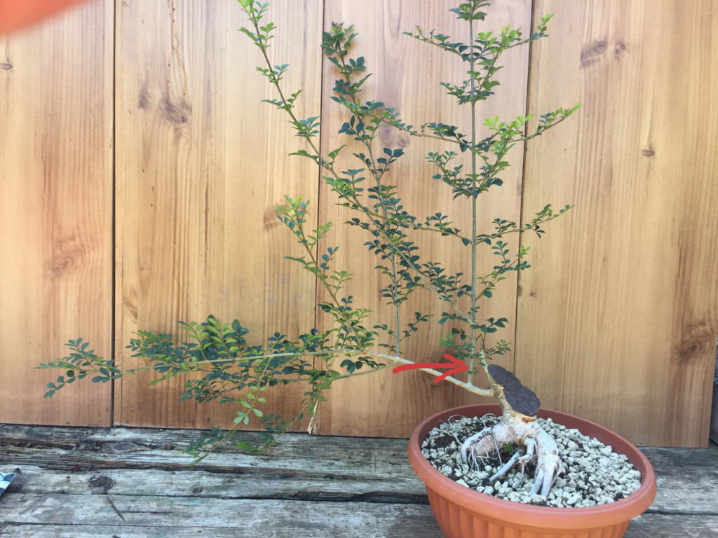 Aggiornamento su recupero bonsai Frassino Frassi11