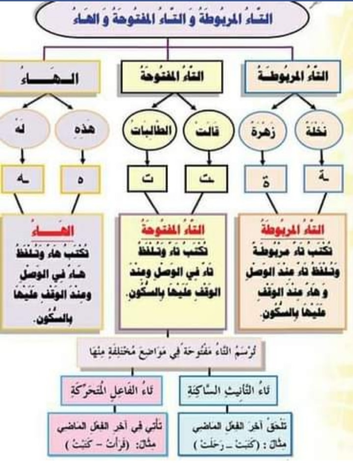 شرح التاء المفتوحه والمربوطة والهاء مس هناء محمد 1118