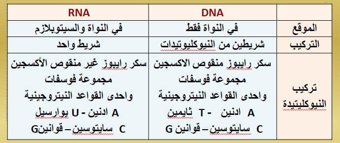 ما هو الفرق بين DNA و RNA ؟ 16113