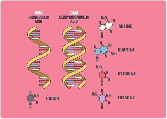 ما هو الفرق بين DNA و RNA ؟ 17101
