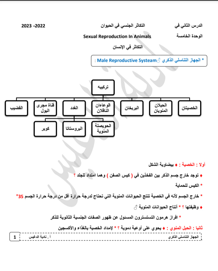  الجهاز التناسلي الذكري أحياء ثانوي أ. نادية الدغيس 1757