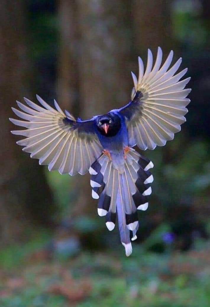 طائر العقعق التايواني الازرق Fb_img61