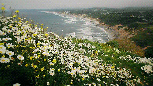 A field of Daisies  Df0aa710