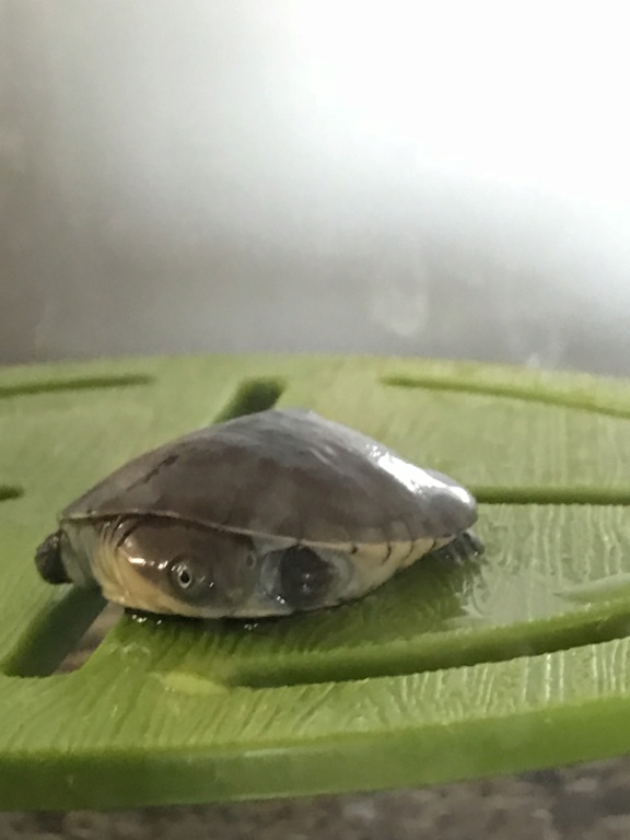 Ma tortue ne mange pas A284f710