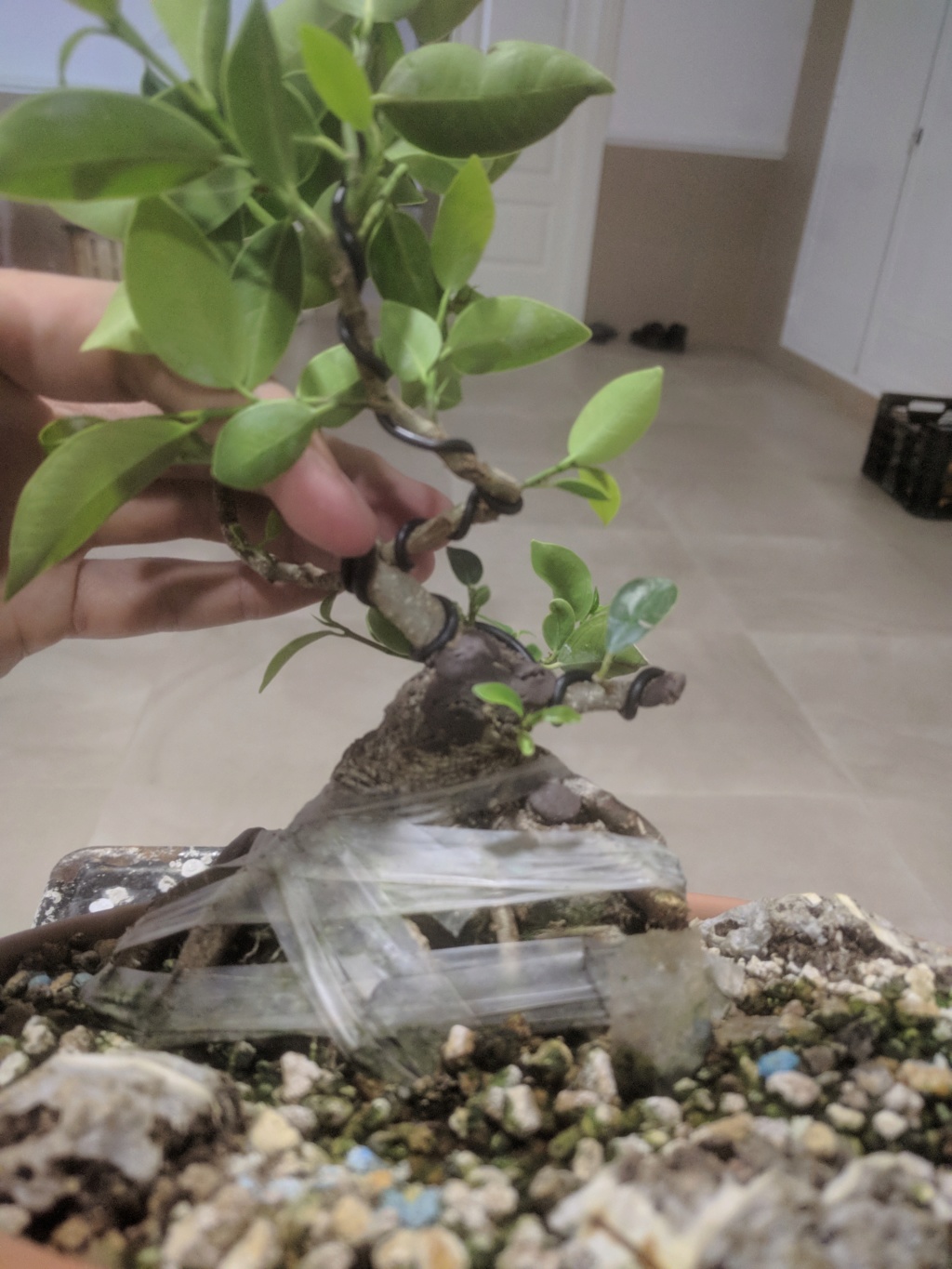 El bonsái más feo de España Img_2173