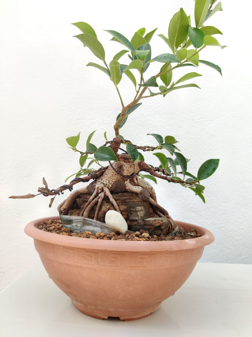 El bonsái más feo de España - Página 2 Img_2383