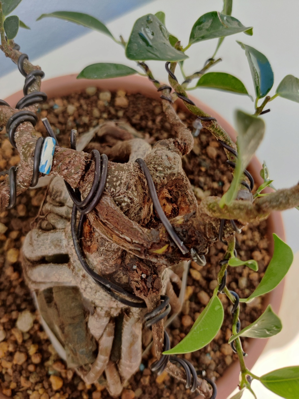 El bonsái más feo de España - Página 2 Img_2384