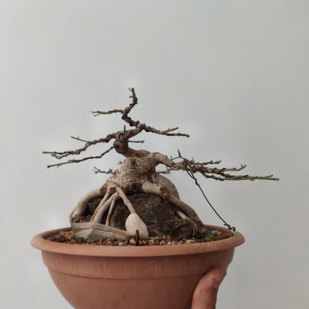 El bonsái más feo de España - Página 2 Img_2464