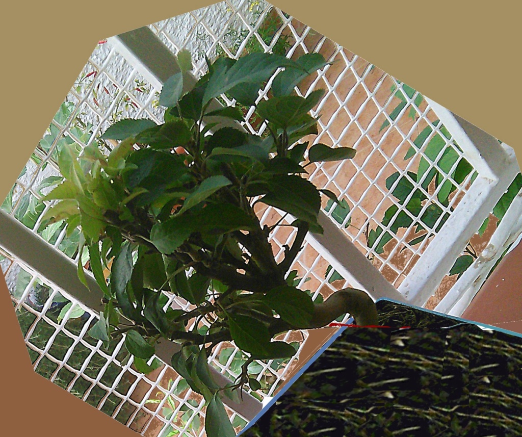 bonsai Omono 410