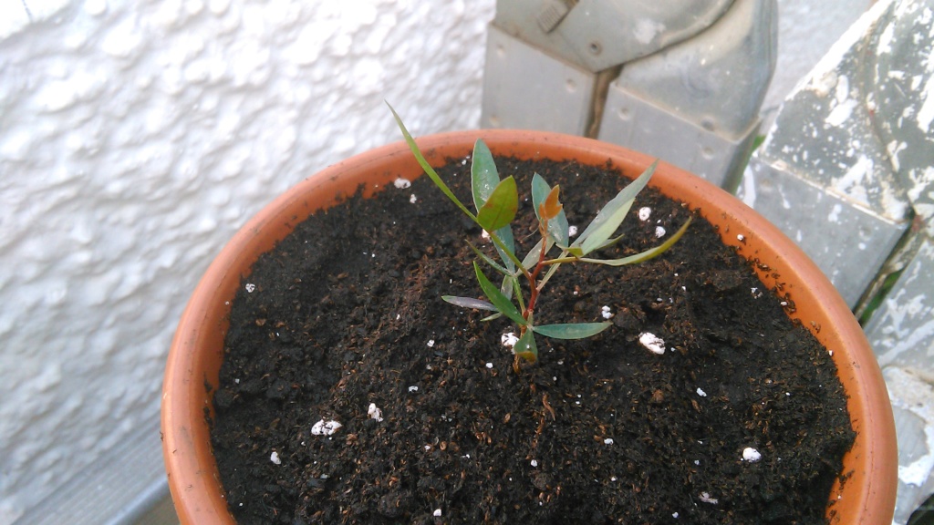 Lentisco bonsai da seme B_img_10