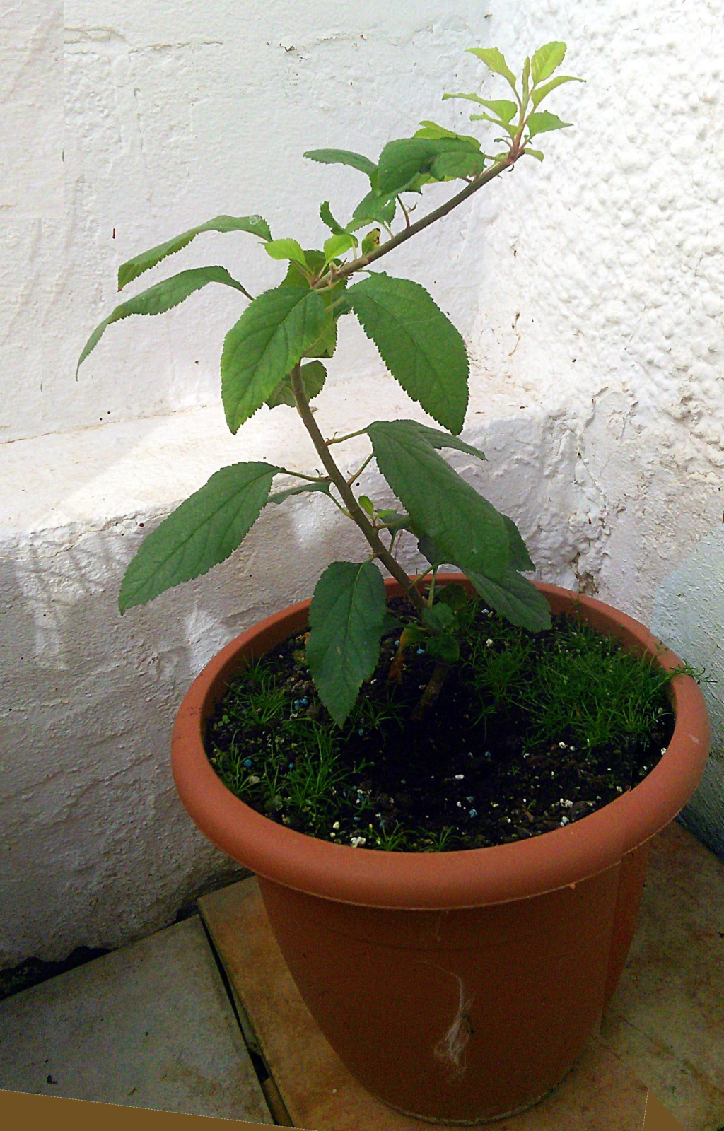Come iniziare a bonsai un Melo nato da seme Img_2057