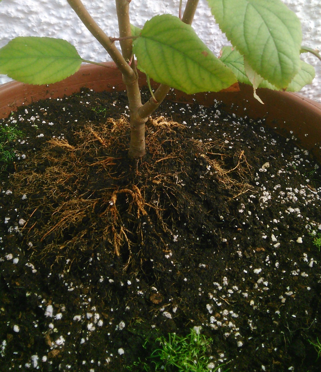 Come iniziare a bonsai un Melo nato da seme Img_2061