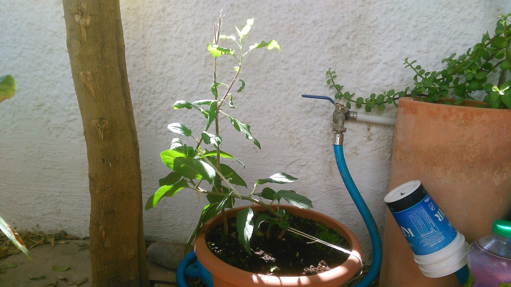Come iniziare a bonsai un Melo nato da seme Img_2063