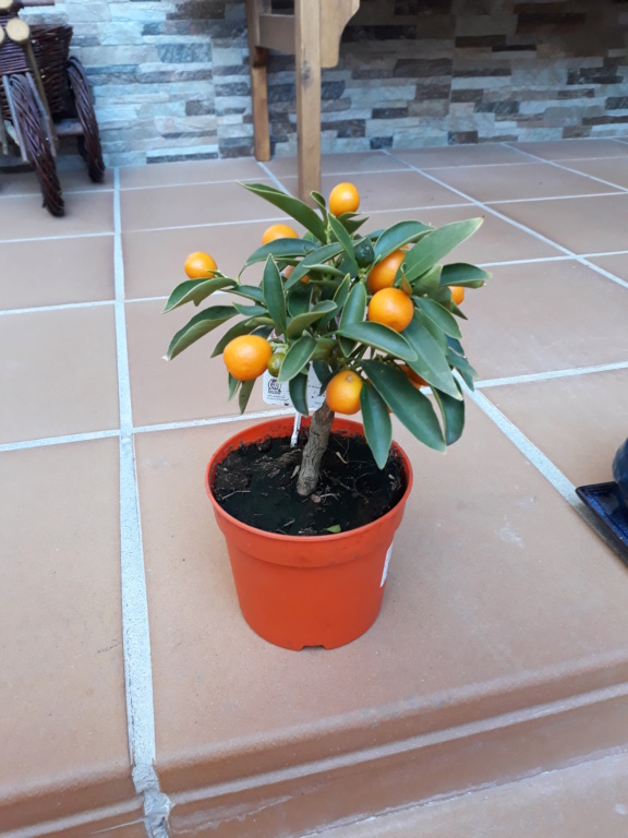 Transplante Kumquat 20190212